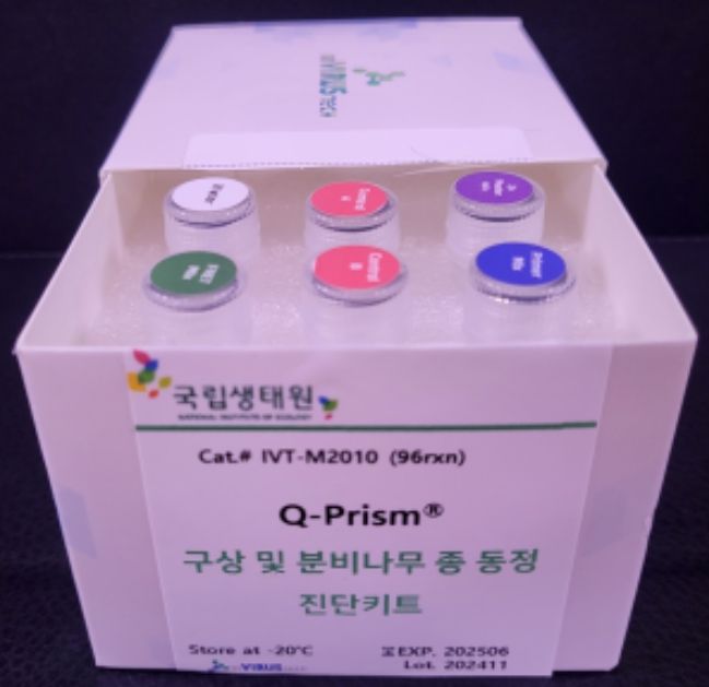 구상나무 및 분비나무의 종 동정 진단키트