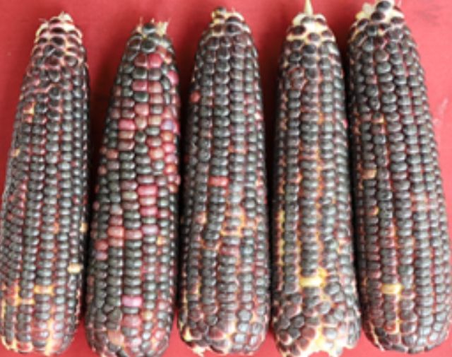색소복합 검정 찰옥수수 ‘황금흑찰’
