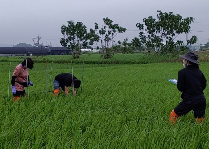 병해충 및 생육 조사를 실시하고 있다.