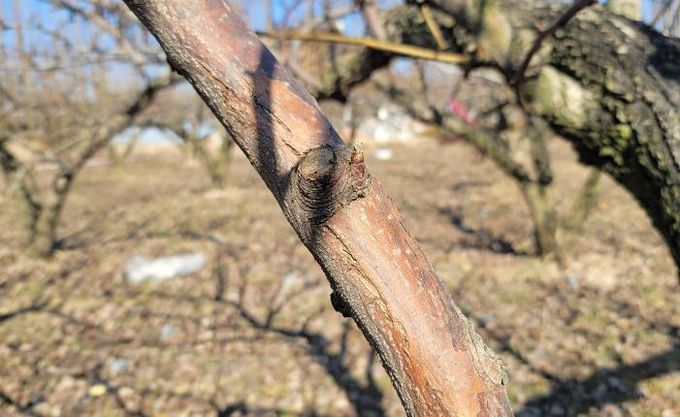 과수화상병 동계 궤양증상(배)